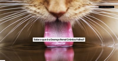 Doença renal crónica felina