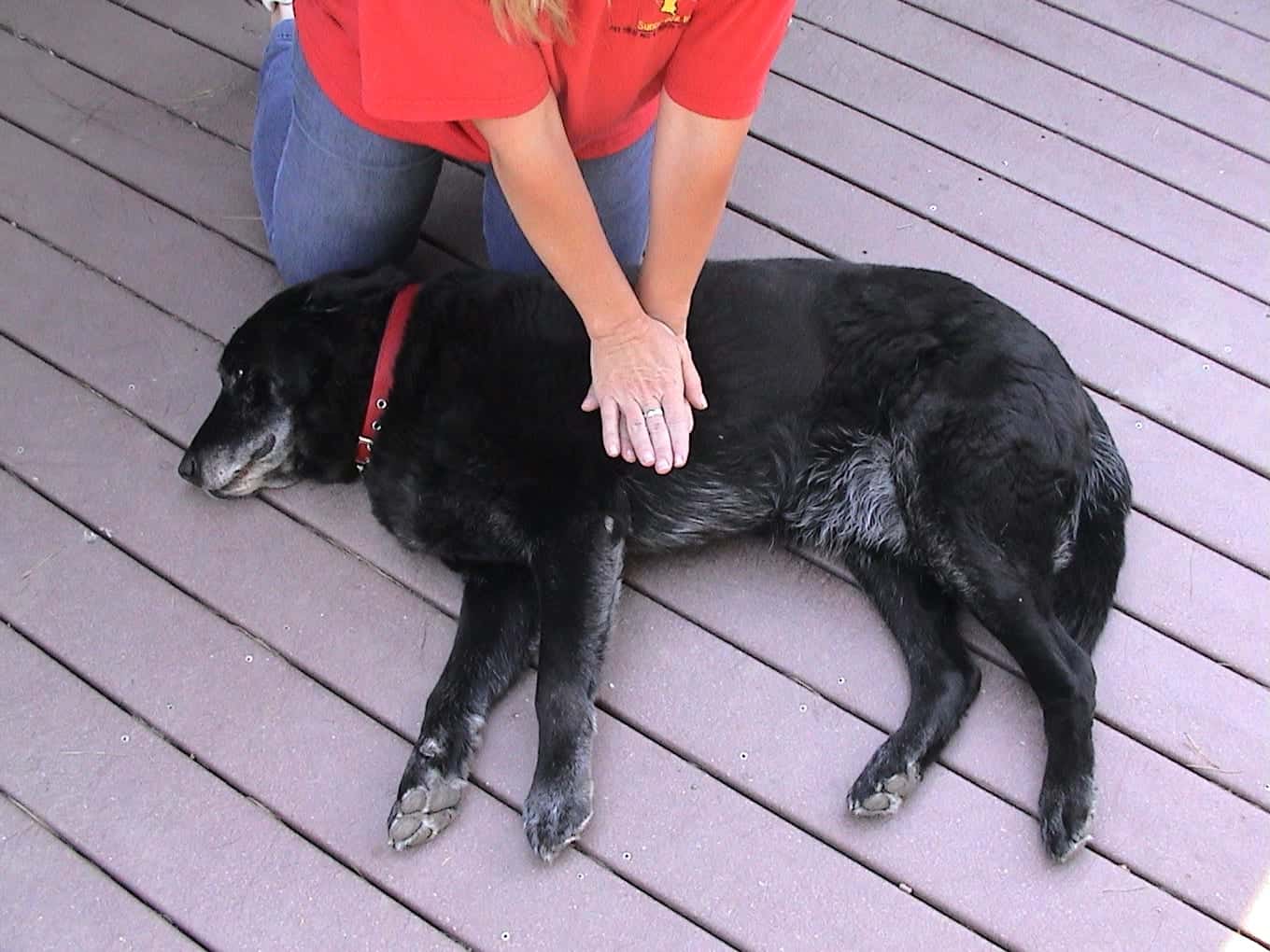 Importante: cómo practicar la reanimación cardiopulmonar a tu perro