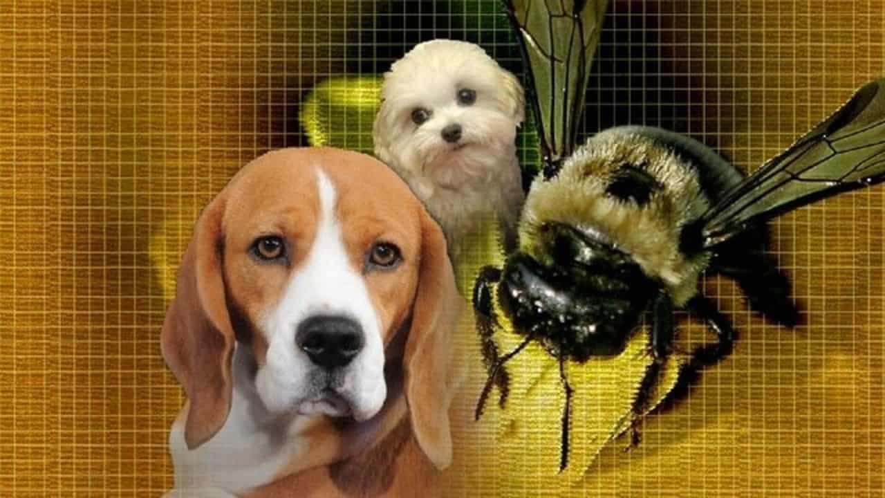 Qué hacer si una abeja pica a tu perro