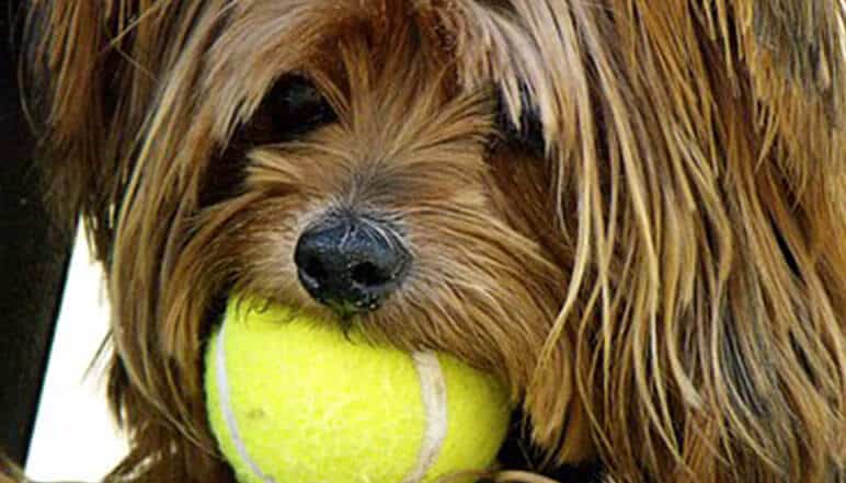 Ich möchte einen Hund oder eine Katze – und jetzt?