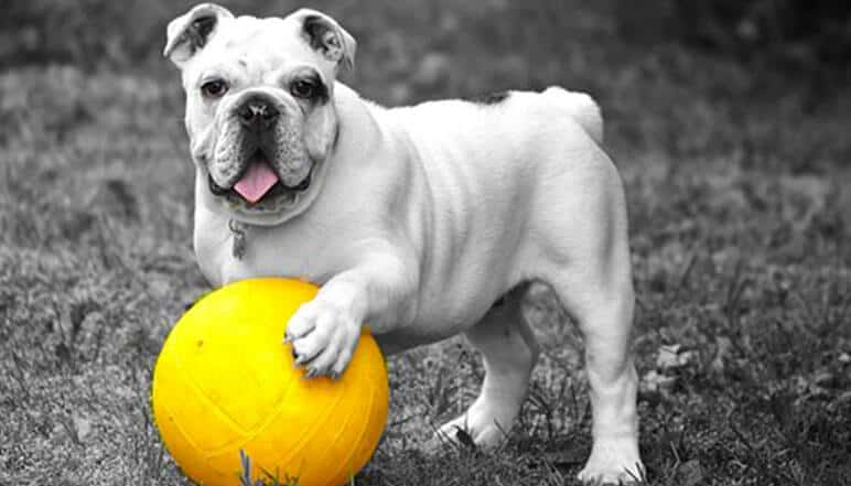 Cómo proteger las patas de tu perro durante el verano