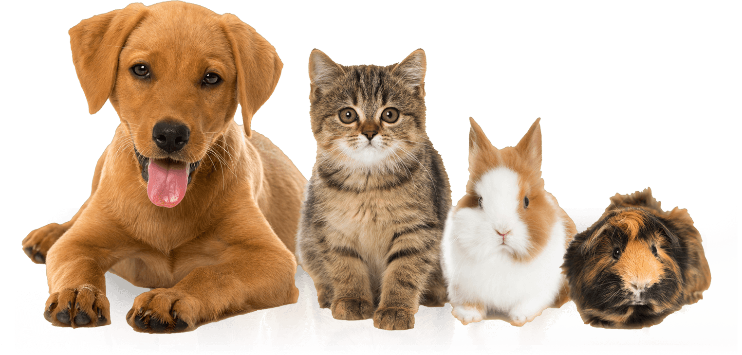 Perros, gatos, conejos y cerdito-da-india lado a lado.