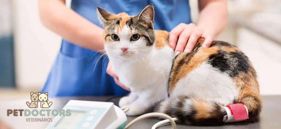 Dos manos sosteniendo un gato mallado mientras se coloca la brazadera de medición.