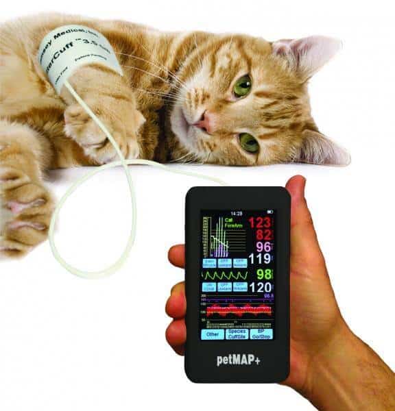 Medição de tensão arterial num gato, com o aparelho a mostrar as leituras.
