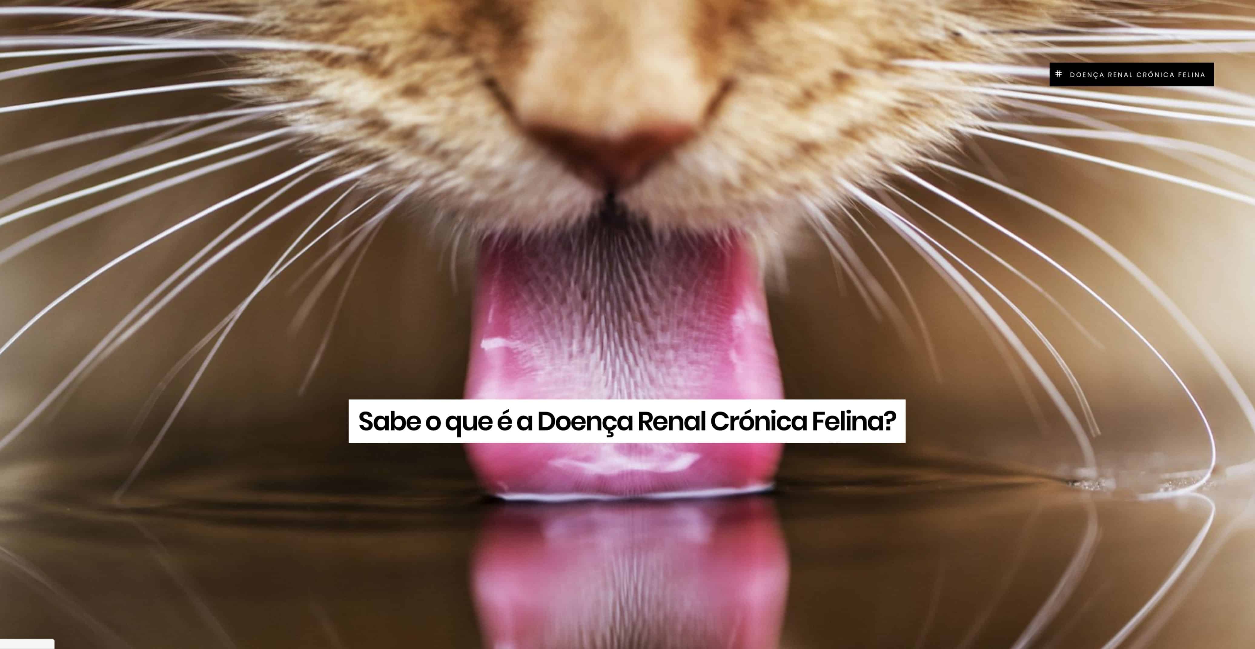 Doença renal crónica felina