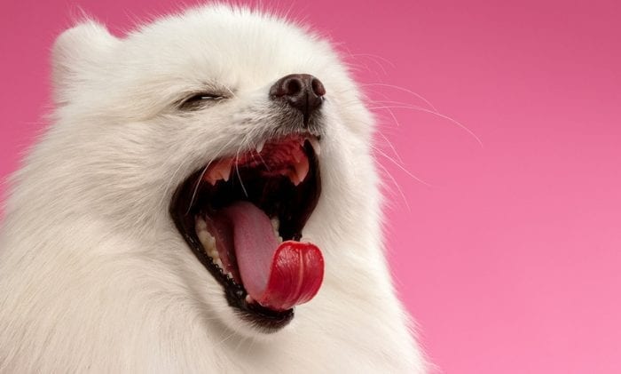 Porque bocejam os cães?