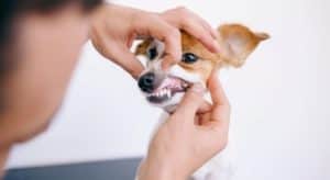 Limpar Dentes Cão 