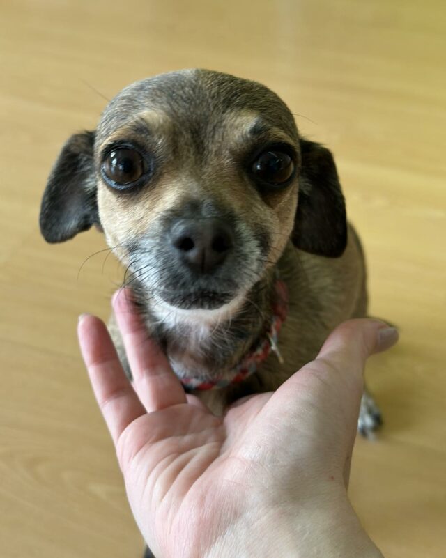 Patudo PetDoctors 1